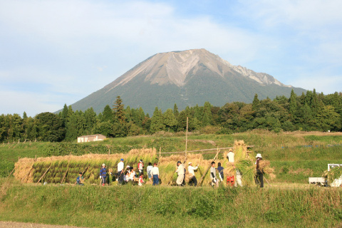 八郷（やごう）地区 特別栽培米こしひかり