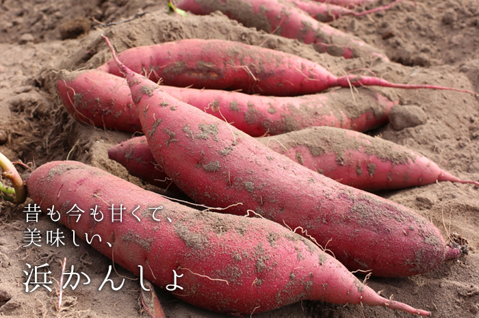 昔も今も甘くて、美味しい、浜かんしょ