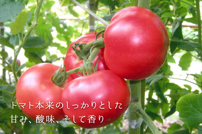 トマト本来のしっかりとした甘み、酸味、そして香り